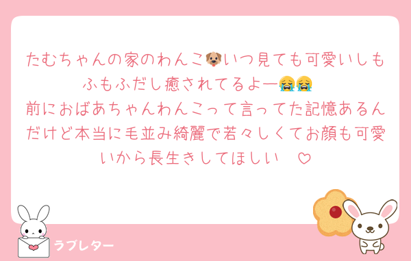 たむちゃんの家のわんこ🐶いつ見ても可愛いしもふもふだし癒されてるよー😭😭
前におばあちゃんわんこって言ってた記憶あるんだけど本当に毛並み綺麗で若々しくてお顔も可愛いから長生きしてほしい🥺