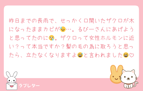 昨日までの長雨で、せっかく口開いたザクロが木になったままカビが😓…。るびーさんにあげようと思ってたのに😢。ザクロって女性ホルモンに近い？って本当ですか？髪の毛の為に取ろうと思ったら、立たなくなりますよ😅と言われました😆