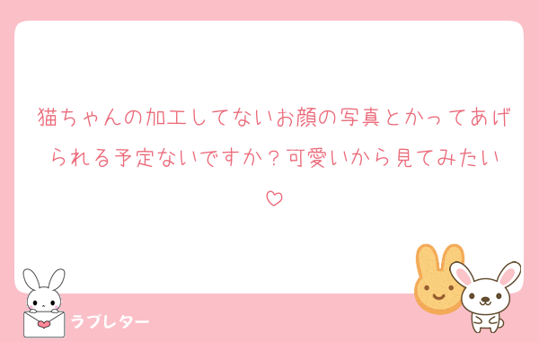 猫ちゃんの加工してないお顔の写真とかってあげられる予定ないですか？可愛いから見てみたい‪