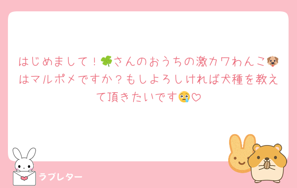 はじめまして！🍀さんのおうちの激カワわんこ🐶はマルポメですか？もしよろしければ犬種を教えて頂きたいです😢