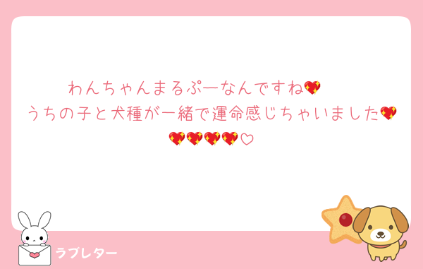 わんちゃんまるぷーなんですね🥹💖
うちの子と犬種が一緒で運命感じちゃいました💖💖💖💖💖