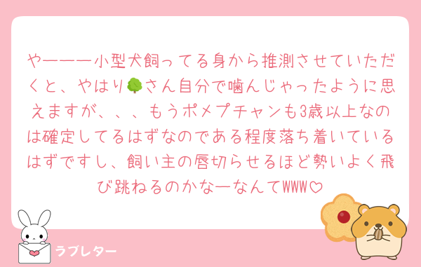 やーーー小型犬飼ってる身から推測させていただくと、やはり🌳さん自分で噛んじゃったように思えますが、、、もうポメプチャンも3歳以上なのは確定してるはずなのである程度落ち着いているはずですし、飼い主の唇切らせるほど勢いよく飛び跳ねるのかなーなんてWWW